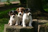 JACK RUSSEL 403